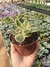 Kalanchoe variegata