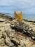 Claw Clips Beach - loja online