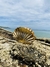 Claw Clips Beach - comprar online