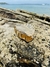 Claw Clips Beach - loja online
