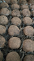 Brigadeiro de Café - 25 unidades - comprar online