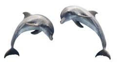 Banner de la categoría Serie Delfina 92