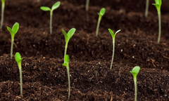 Banner de la categoría CULTIVO