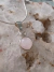 • DIJE SEMILLA PURA CUARZO ROSA • - comprar online
