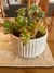 maceta blanca ceramica (sin plantas) cod 1137