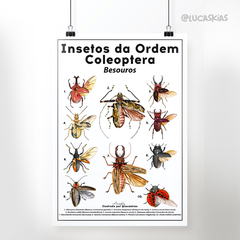 Poster A3 - Insetos da Ordem Coleptera - Besouros