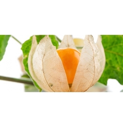 Ashwagandha Orgánica En Polvo 200g - comprar en línea