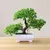 Árvore Bonsai de Charme: Decoração Sofisticada