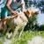 Escova Inteligente para Pets