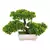 Imagem do Árvore Bonsai de Charme: Decoração Sofisticada