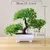 Árvore Bonsai de Charme: Decoração Sofisticada na internet