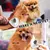 Escova Inteligente para Pets - Universo Storebh|Frete Grátis para Todo Brasil