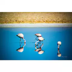 Pink Flamingos, Atacama Desert