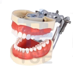 tipodonto dental, tipodonto tipo columbia, juego de dientes de resina,simulador dental precio,  frasaco dental , 