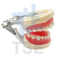 tipodonto nissin 28 dientes