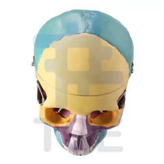 modelo anatomico craneo humano