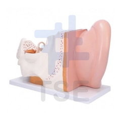 modelo anatomico oido