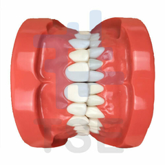 tipodonto de 28 dientes atornillados 