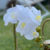 Orquídea Artificial En Soporte dorado 39cm en internet