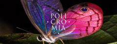 Banner da categoria Policromia