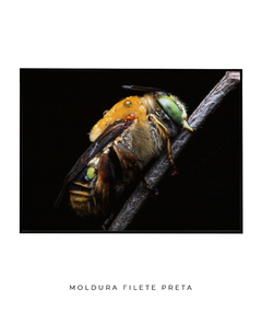 Abelha Solitária - loja online