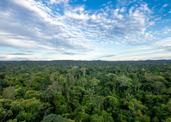 Amazônia Ancestral