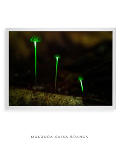 Bioluminescência - Ocelo Ecostudio