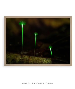 Bioluminescência - loja online
