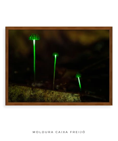 Imagem do Bioluminescência