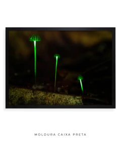 Bioluminescência
