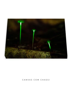 Bioluminescência - comprar online