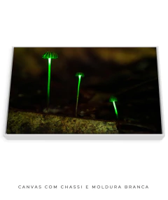Bioluminescência na internet