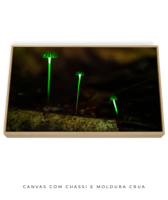 Bioluminescência - Ocelo Ecostudio