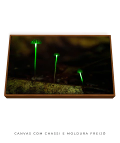 Bioluminescência - loja online