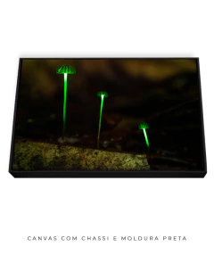 Imagem do Bioluminescência