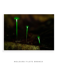 Bioluminescência - comprar online