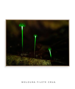 Bioluminescência na internet