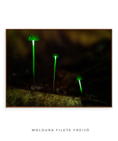 Bioluminescência - Ocelo Ecostudio