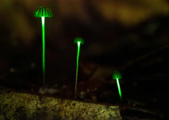Bioluminescência