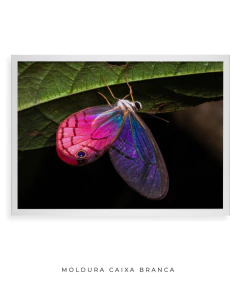 Borboleta Rosa Vitral - Ocelo Ecostudio