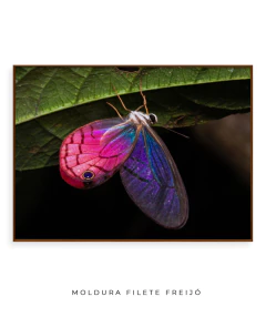 Borboleta Rosa Vitral - Ocelo Ecostudio