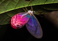 Borboleta Rosa Vitral