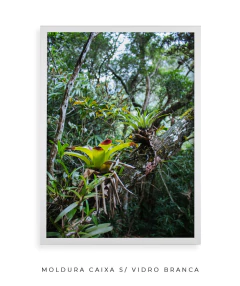 Caminhos Atlânticos - Ocelo Ecostudio
