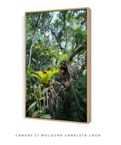 Caminhos Atlânticos - Ocelo Ecostudio