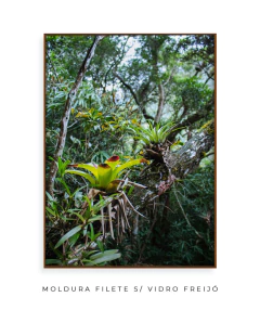 Caminhos Atlânticos - Ocelo Ecostudio