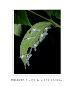 Coven - comprar online