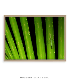 Dissimetria Mantis