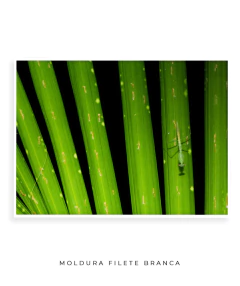 Dissimetria Mantis - comprar online