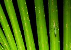 Dissimetria Mantis