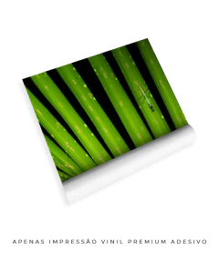 Dissimetria Mantis - Ocelo Ecostudio